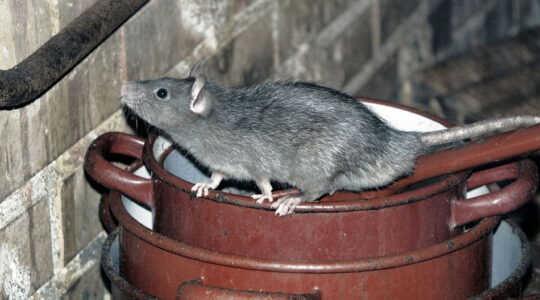 Infestation de rongeurs
