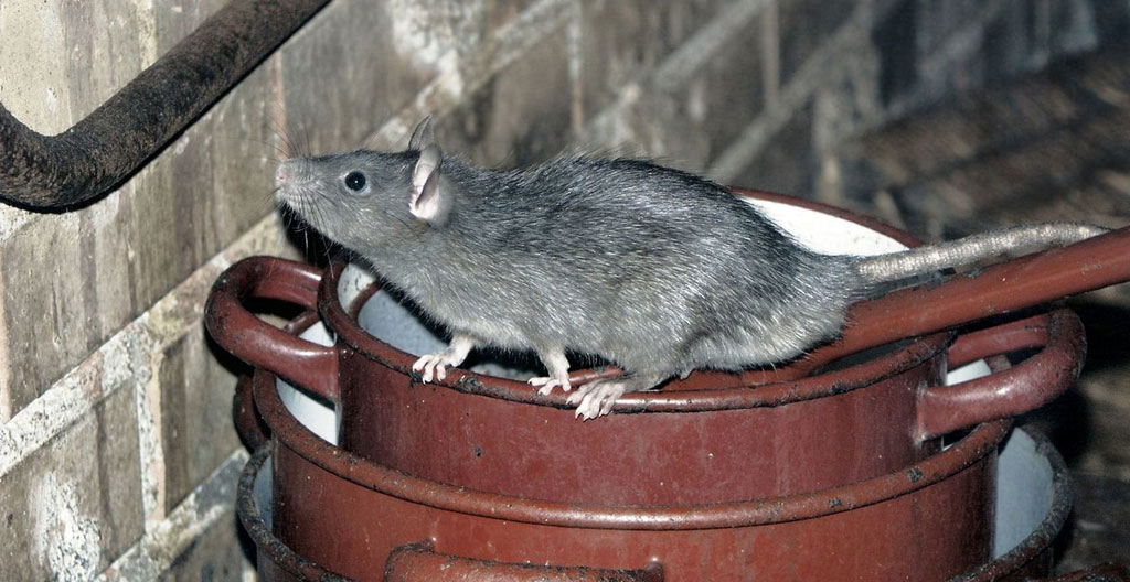 Infestation de rongeurs